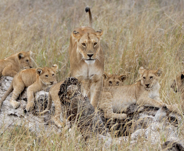 Mikumi National Park