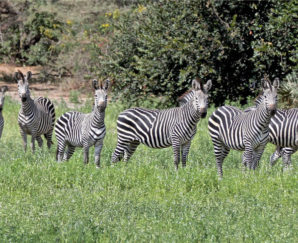 Mikumi National Park